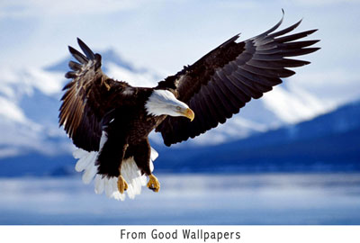 I love an eagle as it is powerful and rises above any storm, and I know this to be true of my life as well.